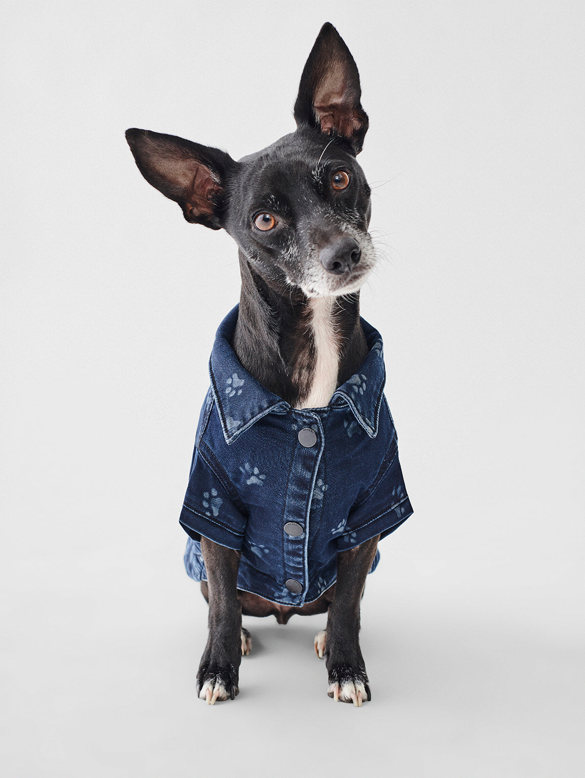 Fido Canine Trucker | Polka Paw