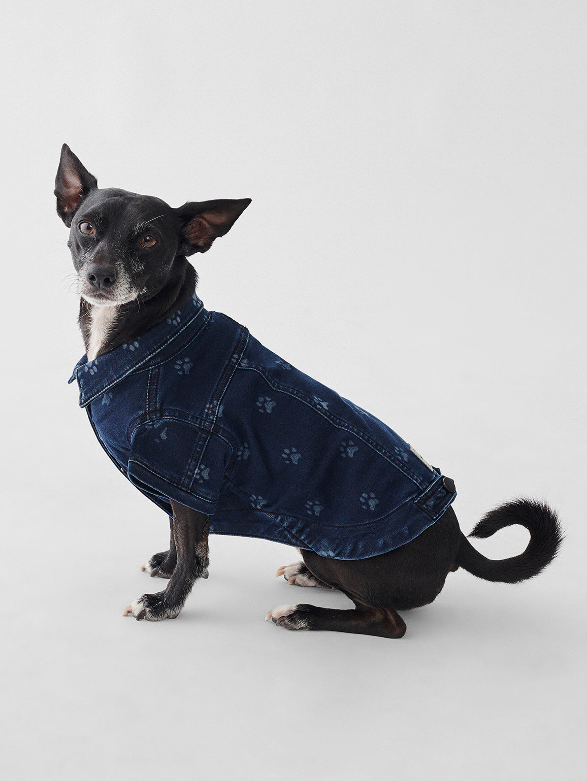 Fido Canine Trucker | Polka Paw