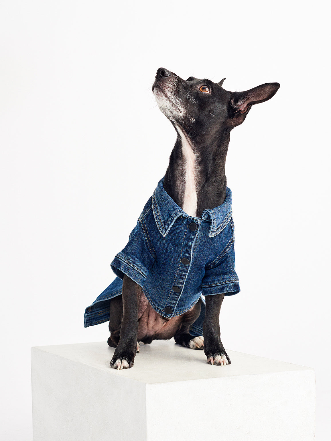 Fido Canine Trucker M/L | Puppy Breath